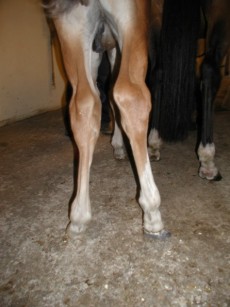 Hger bak med Dalric lateralt std.
